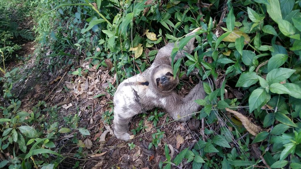 Pousada Terra Do Amor Teresópolis Eksteriør billede